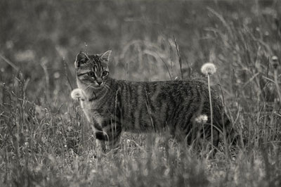 tabby cat standing in the field , black and white portrait