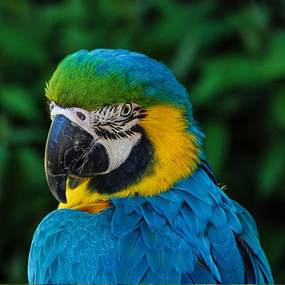avian parrot-colorful-plumage-portrait