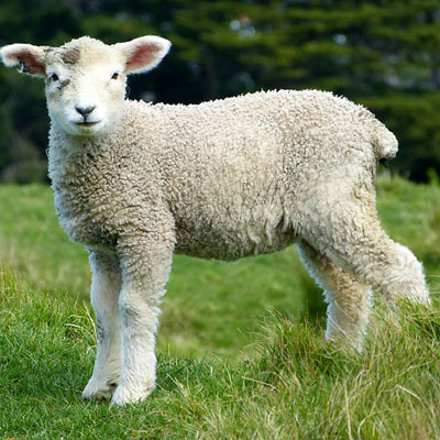 farm sheep-white-lambs-goats-animals
