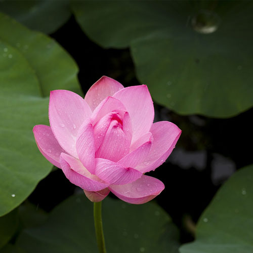 lotus-nature-plants-flowers-pink