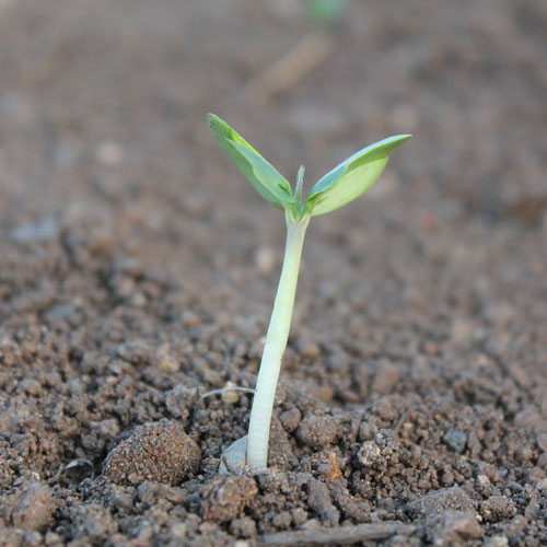 Small plant on pile of soil in the garden