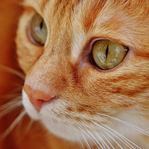 cat-red-mackerel-tiger-animal