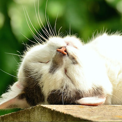 cat Exhausted Sleep Cat Cat Face Pet White Cat