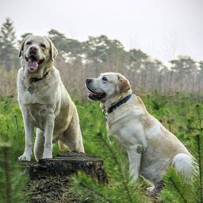 dogs labrador-breed-dogs-animal-animals