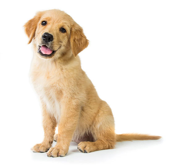 A portrait of a cute Golden Retriever dog sitting on the floor