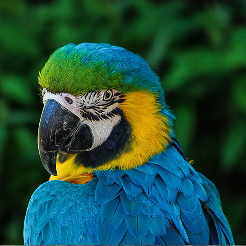 parrot-colorful-plumage-portrait