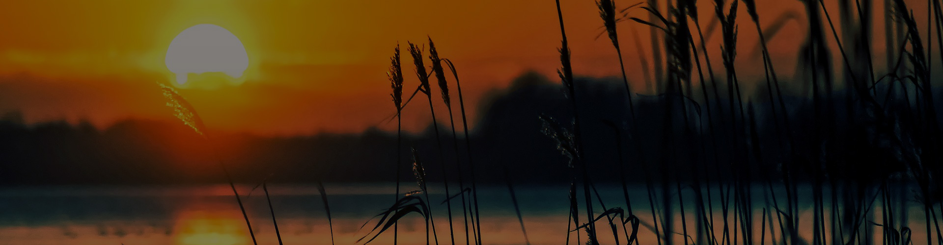 Sun setting behind the reeds