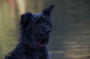 cairn terrier portrait near the lake