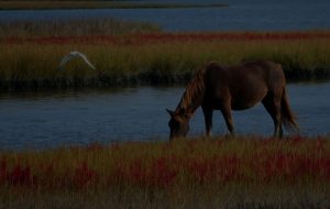horse-wild-horse-marsh-pony-swamp